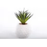 Succulent En Pot Ananas 9.5x22x9cm