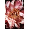 CADRE PIVOINE ROSE 60X90CM