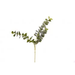 TIGE EUCALYPTUS 62x30cm