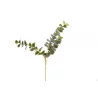 TIGE EUCALYPTUS 62x30cm