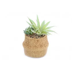 PLANTE SUCCULENTE EN POT TRESSE 22X14CM
