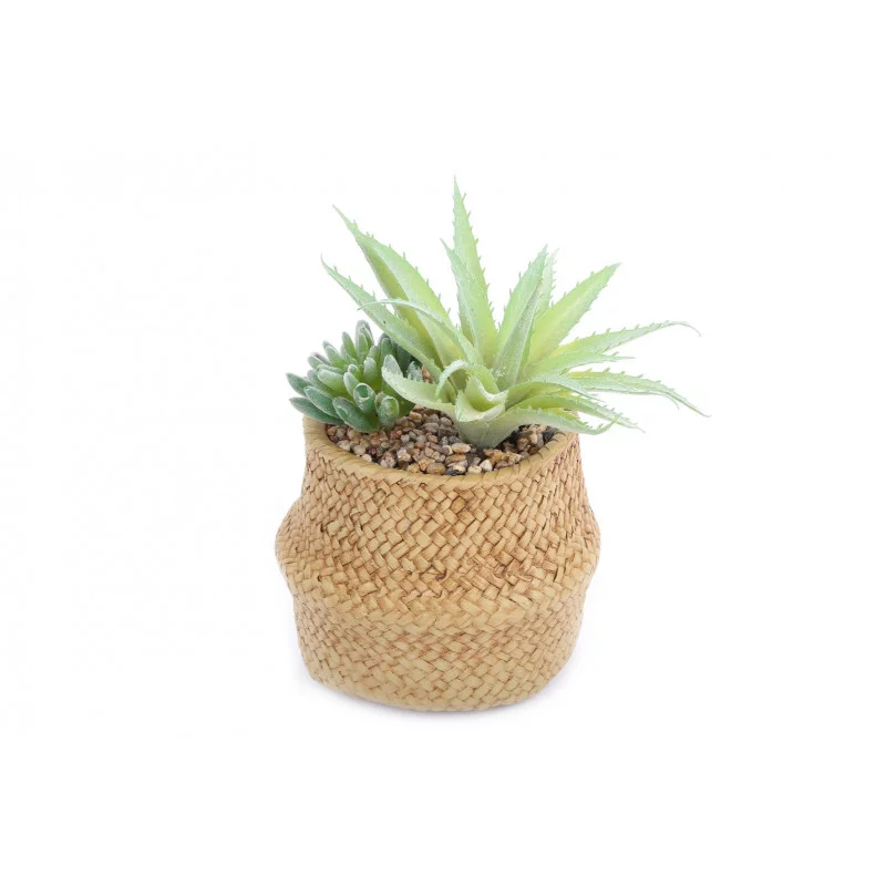 PLANTE SUCCULENTE EN POT TRESSE 22X14CM