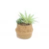PLANTE SUCCULENTE EN POT TRESSE 22X14CM