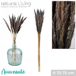 PAMPA TEINTE SAPHIR 70GR H70-75CM