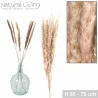 PAMPA NATUREL X6PCS H65CM-H75CM