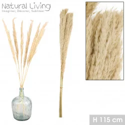 PAMPA NATUREL X3PCS H115CM