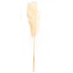HERBES PAMPAS BLANCHI 105cm X3 PIÈCES