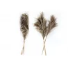 PAMPAS NATUREL 66CM X3PCS