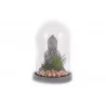BOUDDHA PLANTE SUCCULENTE SOUS DOME