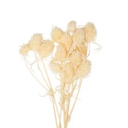10 MINI CHARDONS NATURELS 16CM