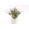 EUCALYPTUS EN POT 27X11CM