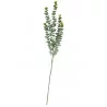 BRANCH OF GREEN WHITE EUCALYPTUS LEAVES