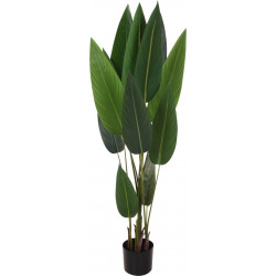 PLANTE EN POT STRELIZIE 130CM