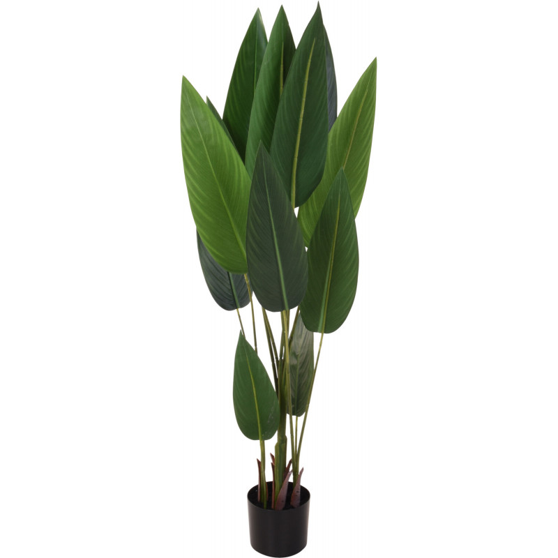 PLANTE EN POT STRELIZIE 130CM