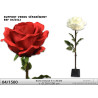 ROSE Ø 28x108CM ROUGE ET CREME ASST