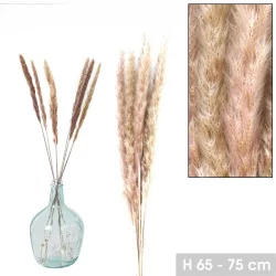 6 Natuurlijke Pampas Hoogte...