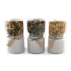 FLEURS SECHEES NATURELS EN POT 10X20CM