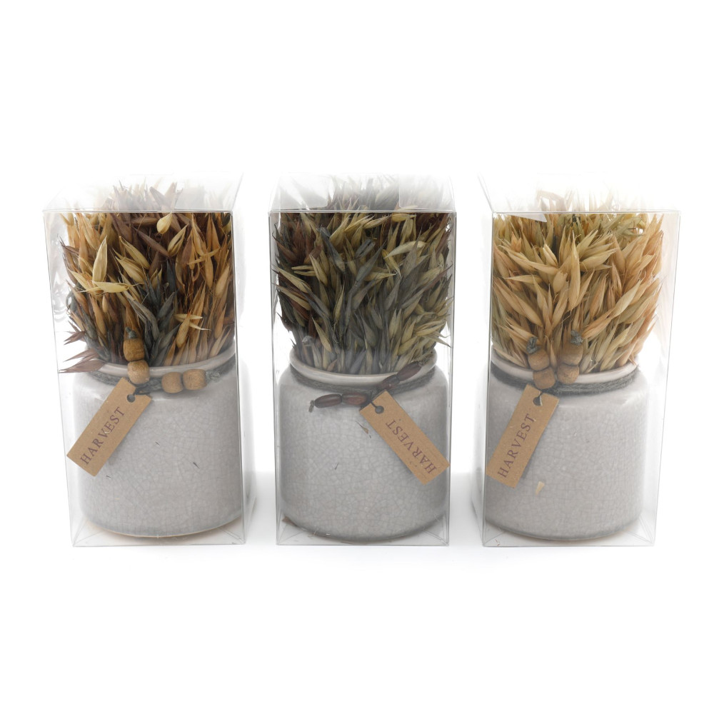 FLEURS SECHEES NATURELS EN POT 10X20CM