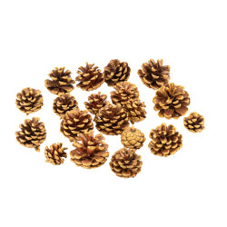 Pommes de Pin Naturelles Or De 4 à 6,5cm