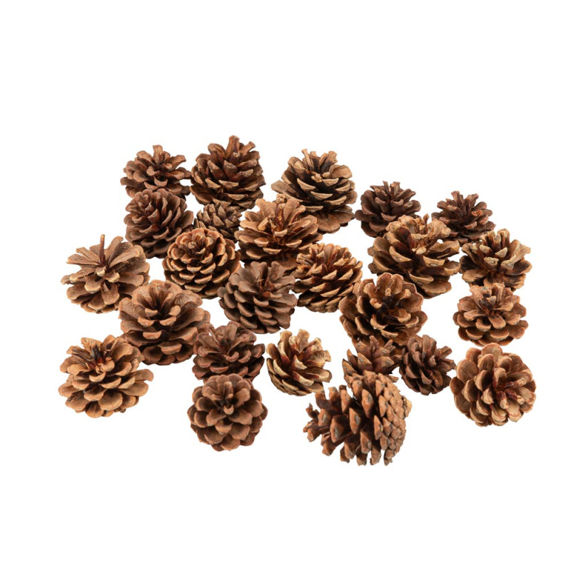 Pommes de Pin Naturelles De 4 à 6,5cm -