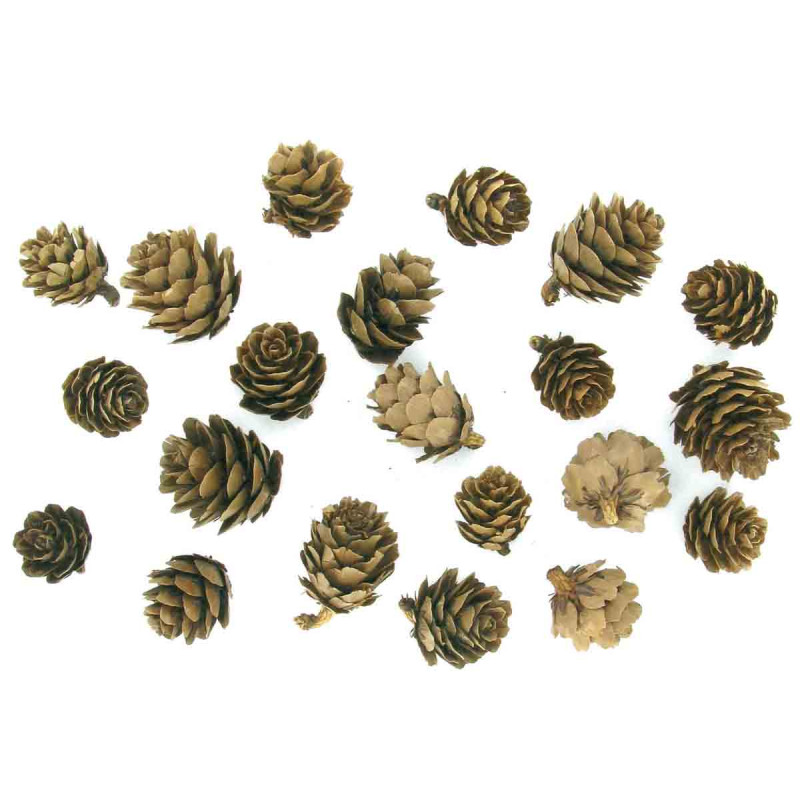 Pommes de pin 1,5 à 3 cm x 20 pcs