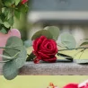 Guirlande de roses et eucalyptus 1,70m Guirlande de roses et eucalyptus 1,70m