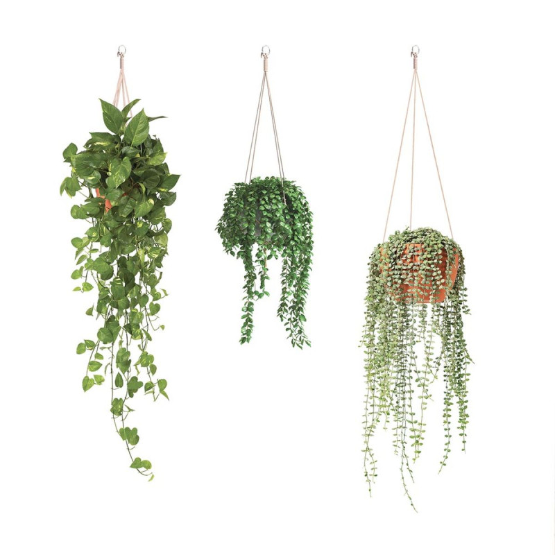 STICKER PLANTES SUSPENDRE 70X100 STICKER PLANTES SUSPENDRE 70X100