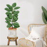 STICKER PLANTE PANIER 70X100 STICKER PLANTE PANIER 70X100