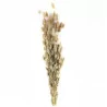 Botte de Lagurus Naturel "Natural Living" - Hauteur 60 cm Botte de Lagurus Naturel "Natural Living" - Hauteur 60 cm