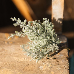 4 Branches de Sapin Givrées Vertes, Pail