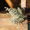 4 Branches de Sapin Givrées Vertes, Pail