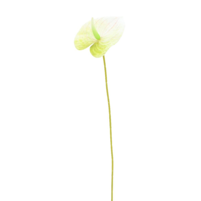 Branche d'Anthurium Blanche et Verte 61c