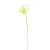 Branche d'Anthurium Blanche et Verte 61c