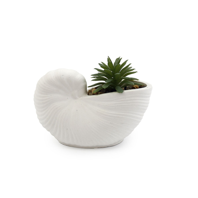 PLANTE SUCCULENTE COQUILLAGE 12.5X9CM