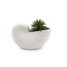PLANTE SUCCULENTE COQUILLAGE 12.5X9CM